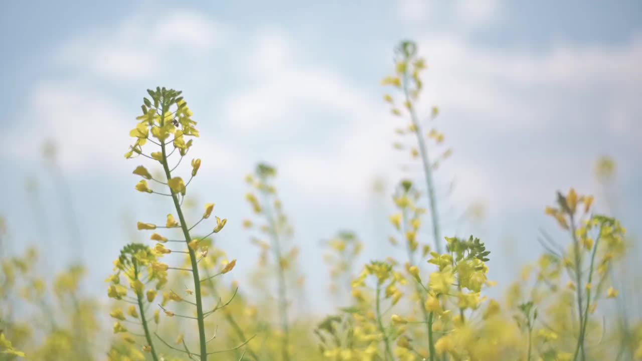 盛开的油菜花视频素材