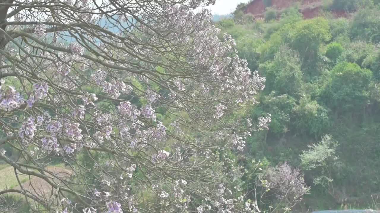 盛开的泡桐花视频素材