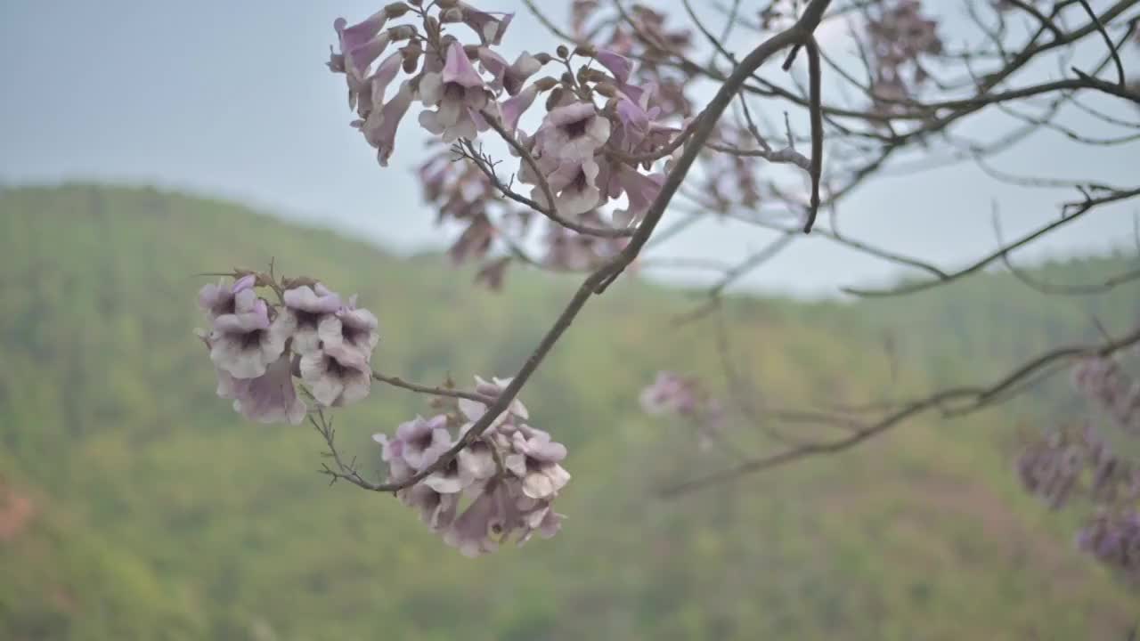 盛开的泡桐花视频素材