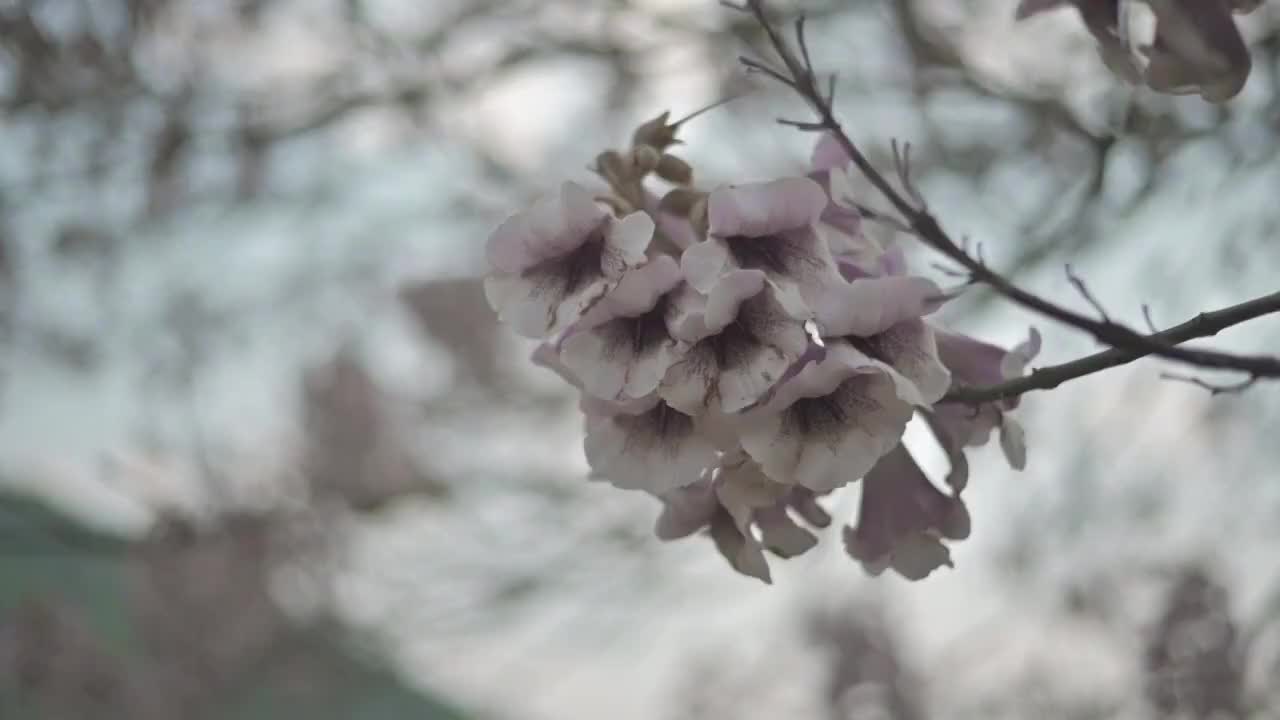 盛开的泡桐花视频素材