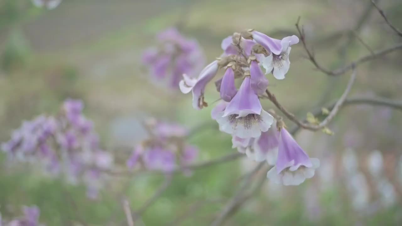 盛开的泡桐花视频素材