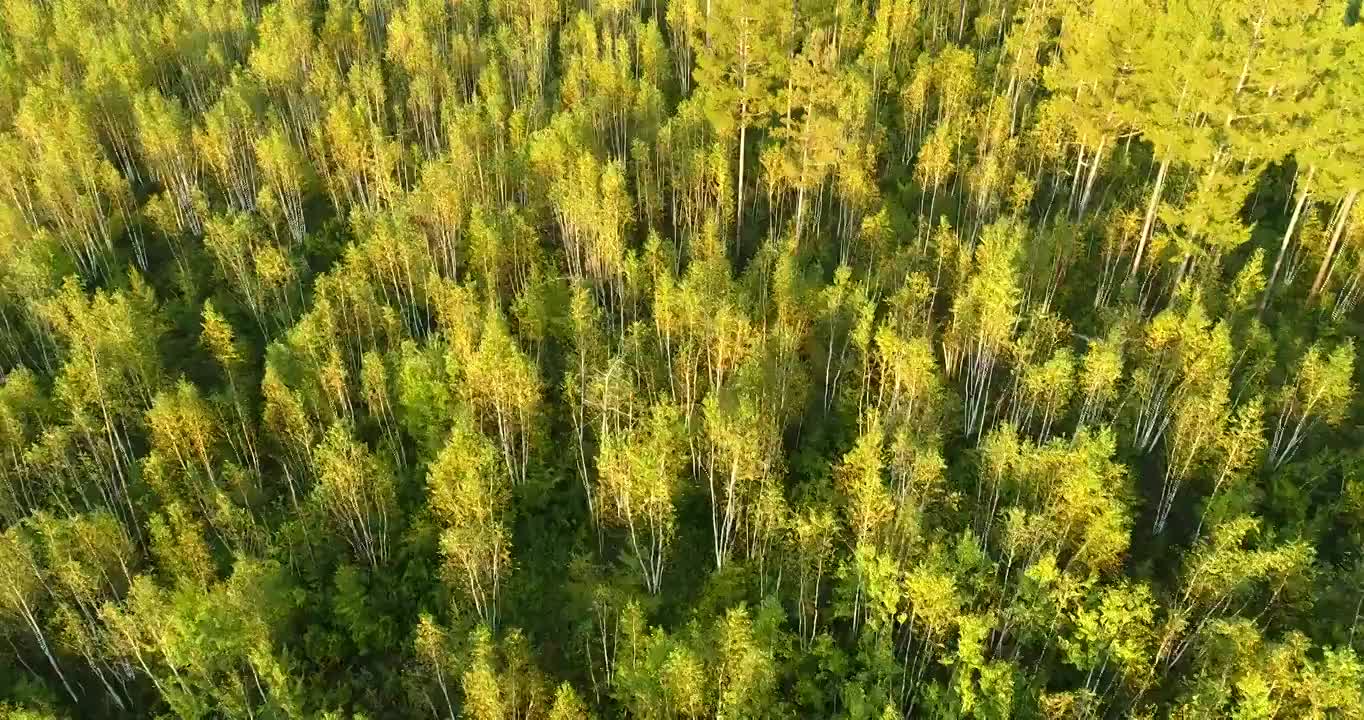 航拍大兴安岭松桦混交林景观视频素材