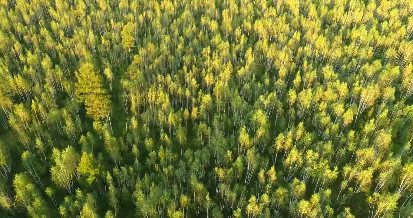 航拍大兴安岭松桦混交林景观视频素材