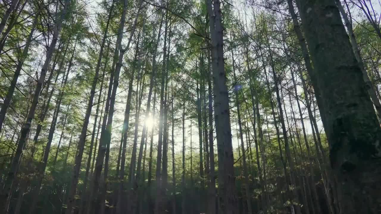 茂密整齐的树林视频素材