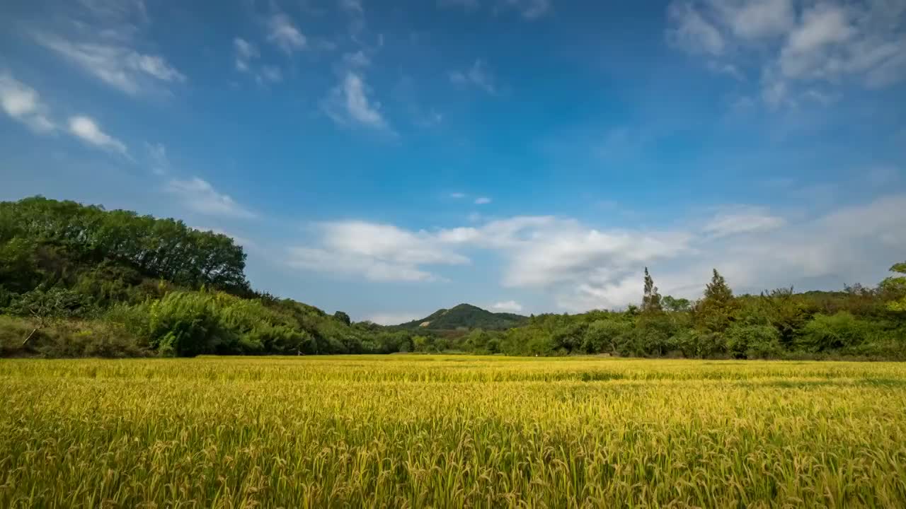 稻田的秋天视频素材