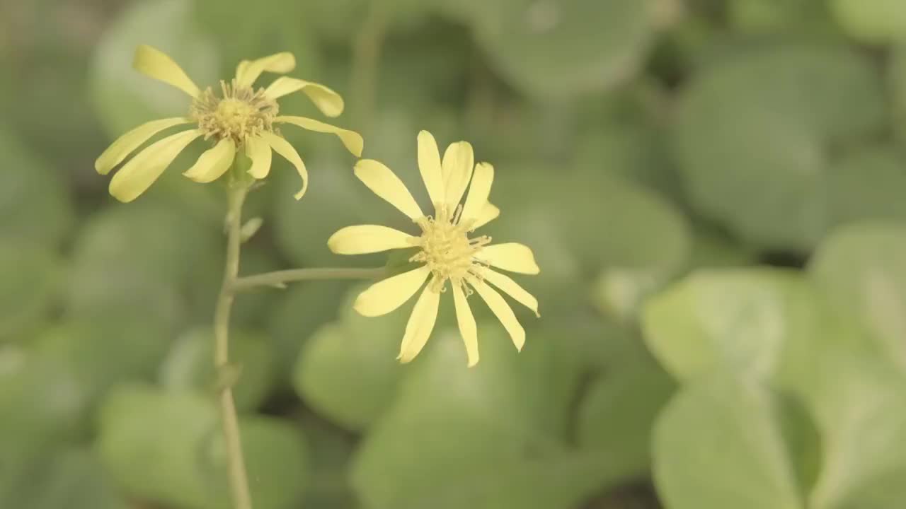 黄金菊轻轻摇曳视频素材