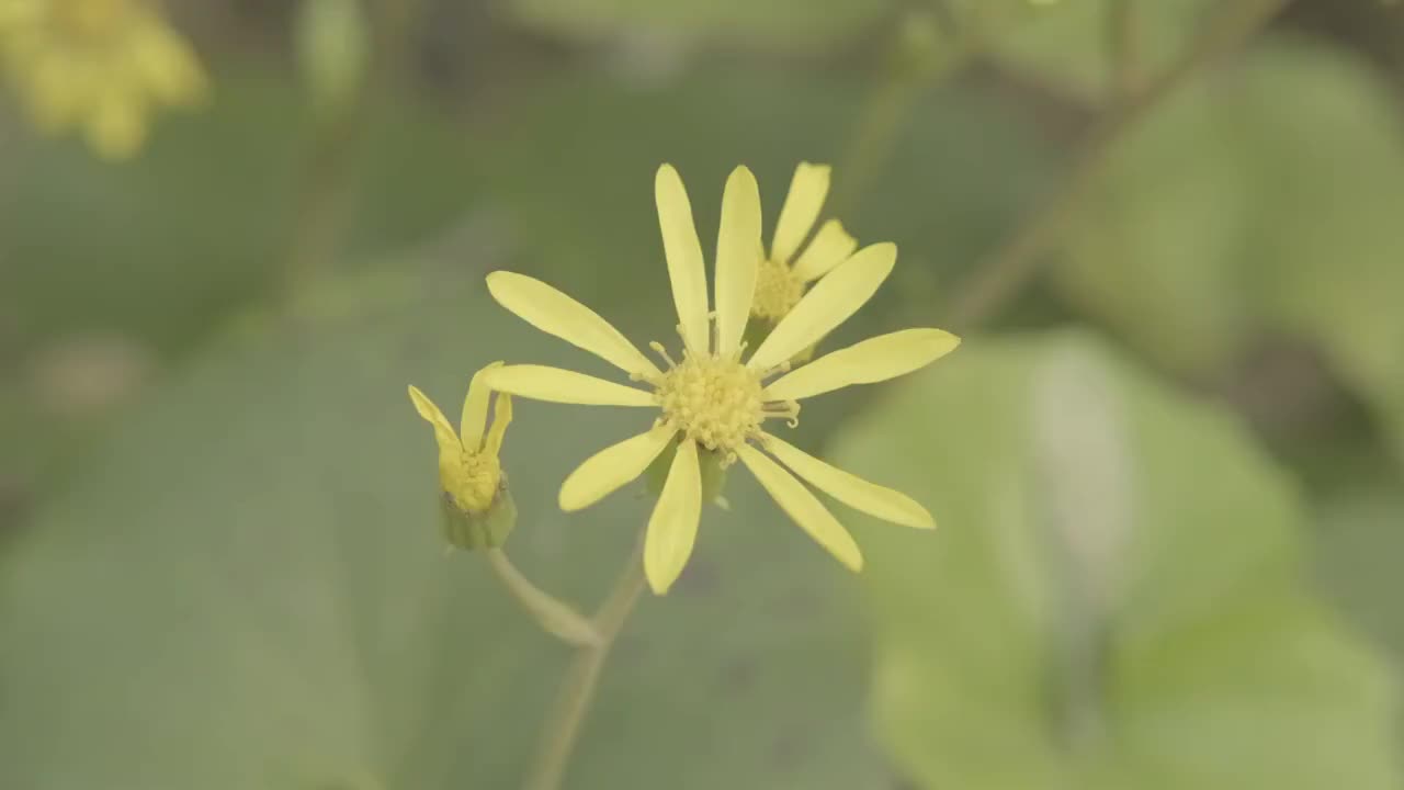 黄金菊轻轻摇曳视频素材