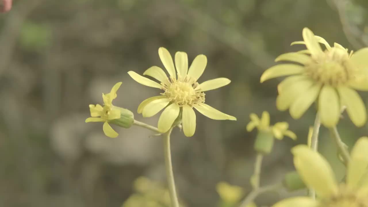 黄金菊轻轻摇曳视频素材