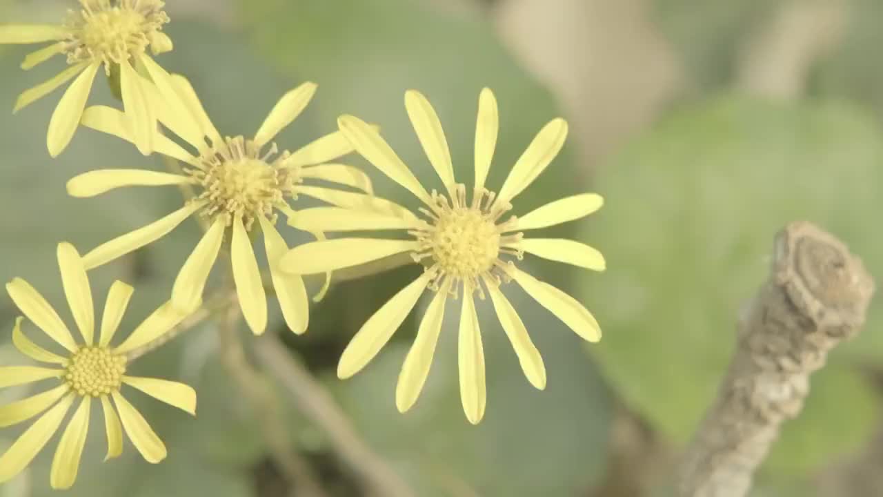 黄金菊轻轻摇曳视频素材