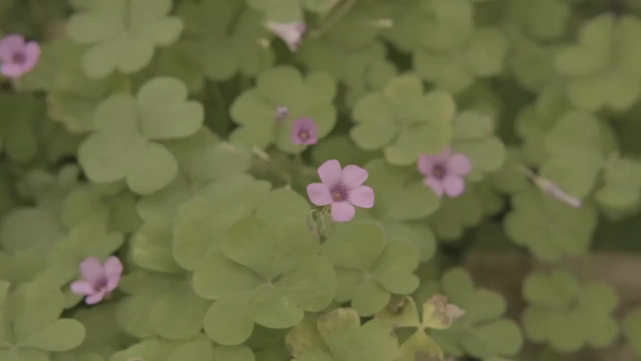 小花小草轻轻摇曳视频素材