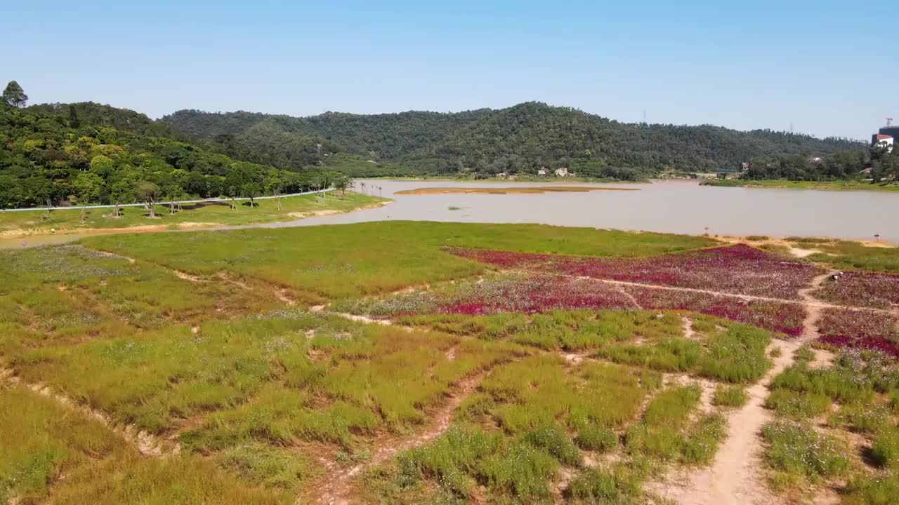 中国广东省东莞蝴蝶地水库格桑花航拍视频素材