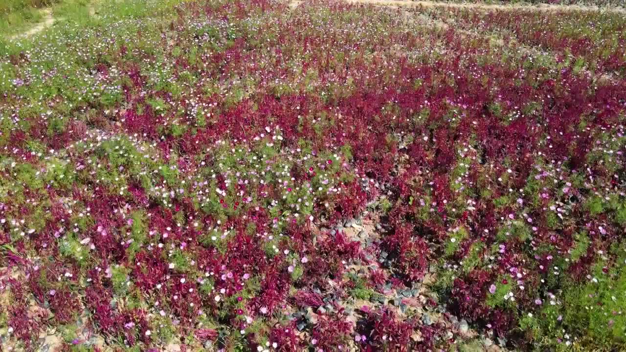 中国广东省东莞蝴蝶地水库格桑花航拍视频素材