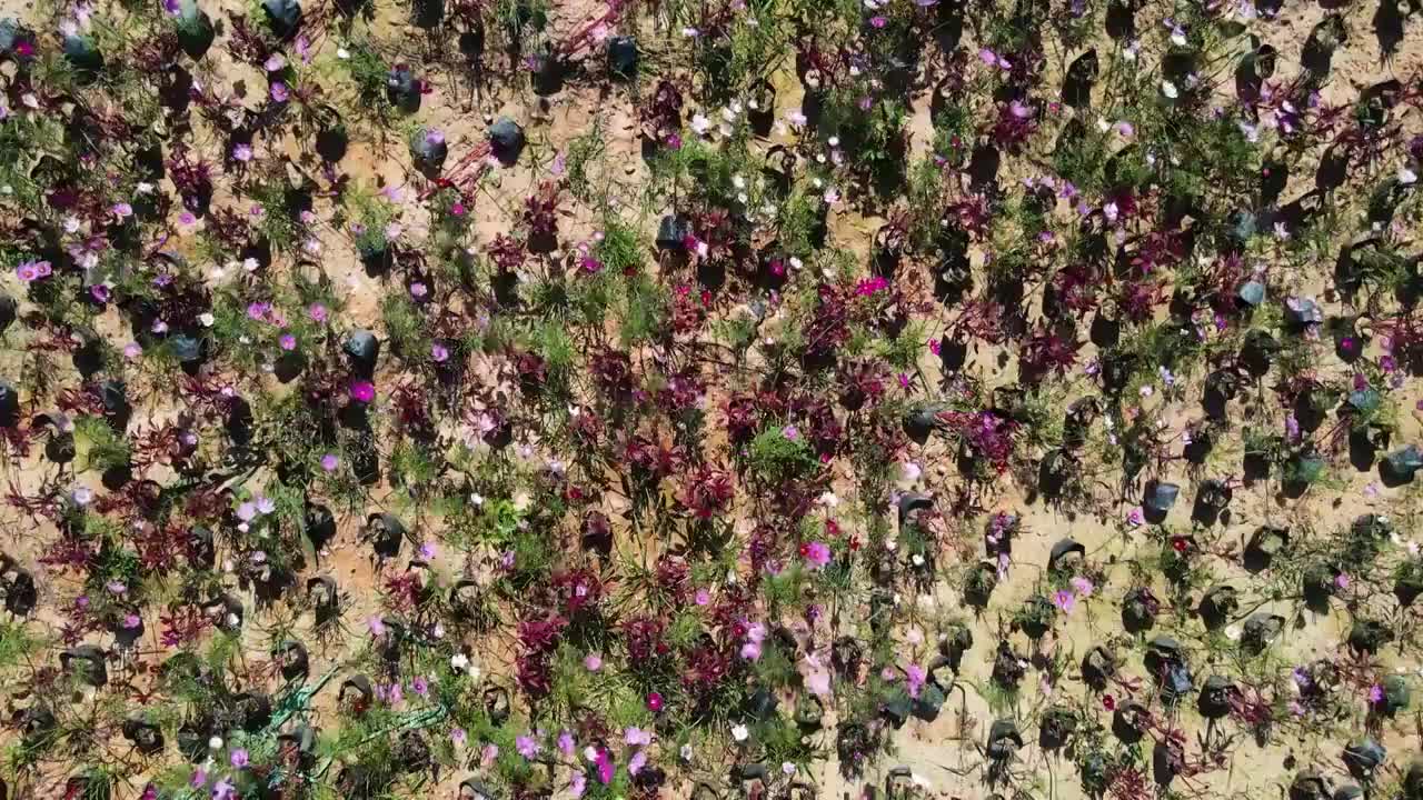 中国广东省东莞蝴蝶地水库格桑花航拍视频素材