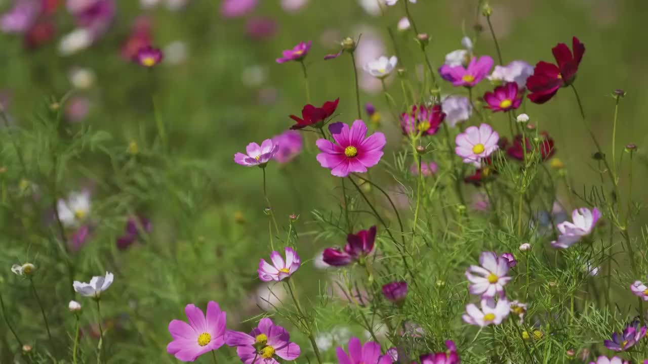 户外绽放的格桑花视频素材