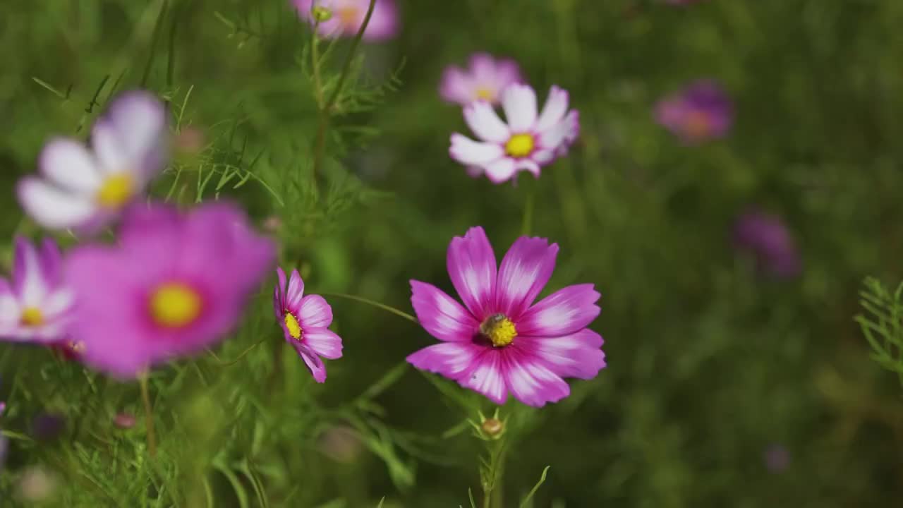 户外绽放的格桑花视频素材