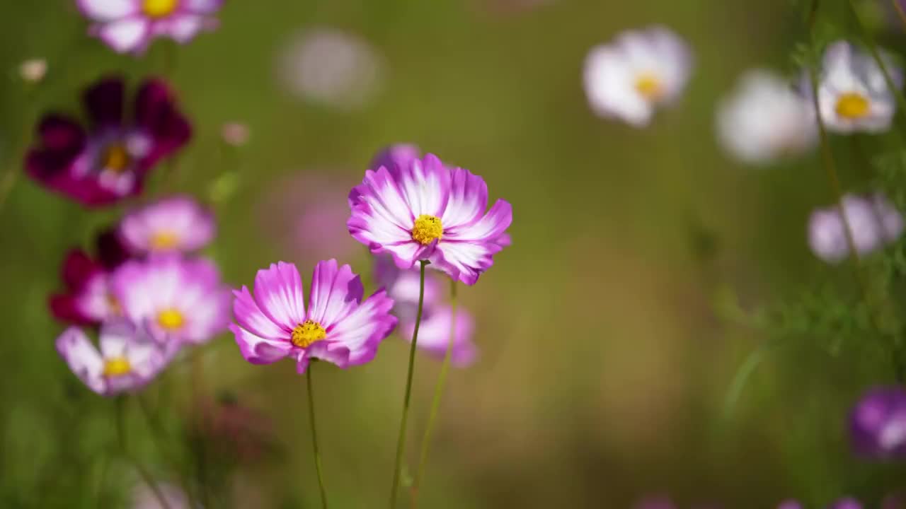 户外绽放的格桑花视频素材