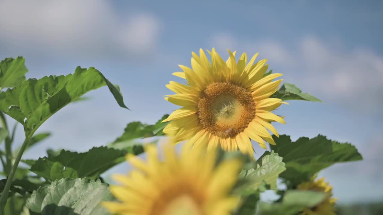 盛开的向日葵视频素材