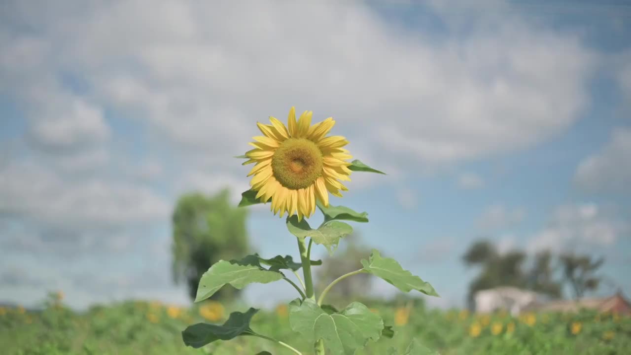 盛开的向日葵视频素材