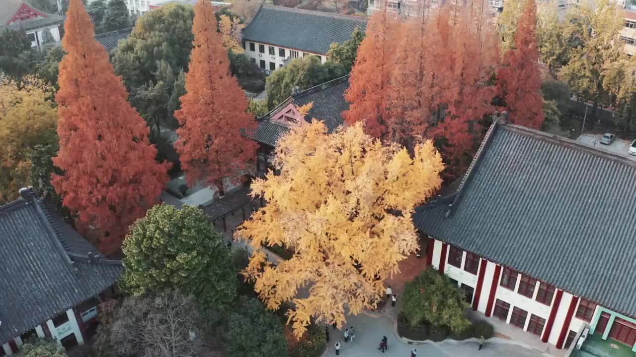 南京师范大学随园校区秋色正浓视频素材