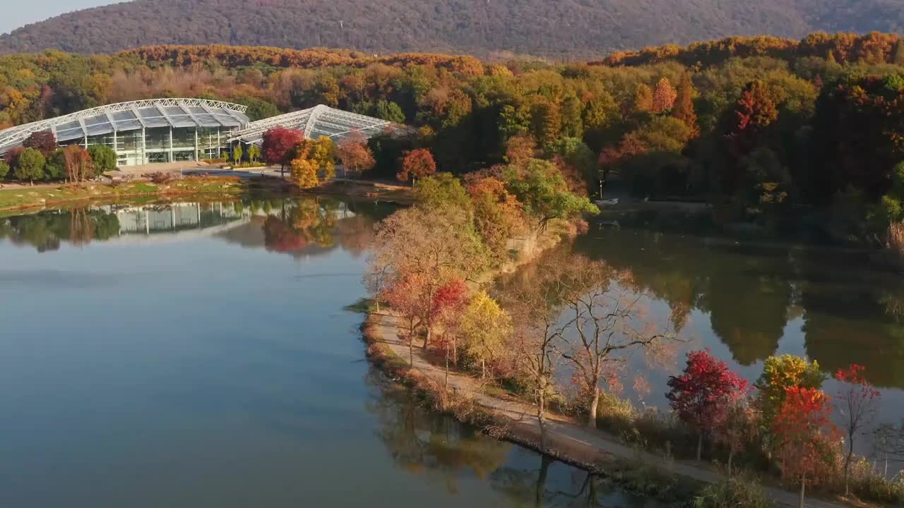 秋天的紫金山植物园色彩斑斓视频素材