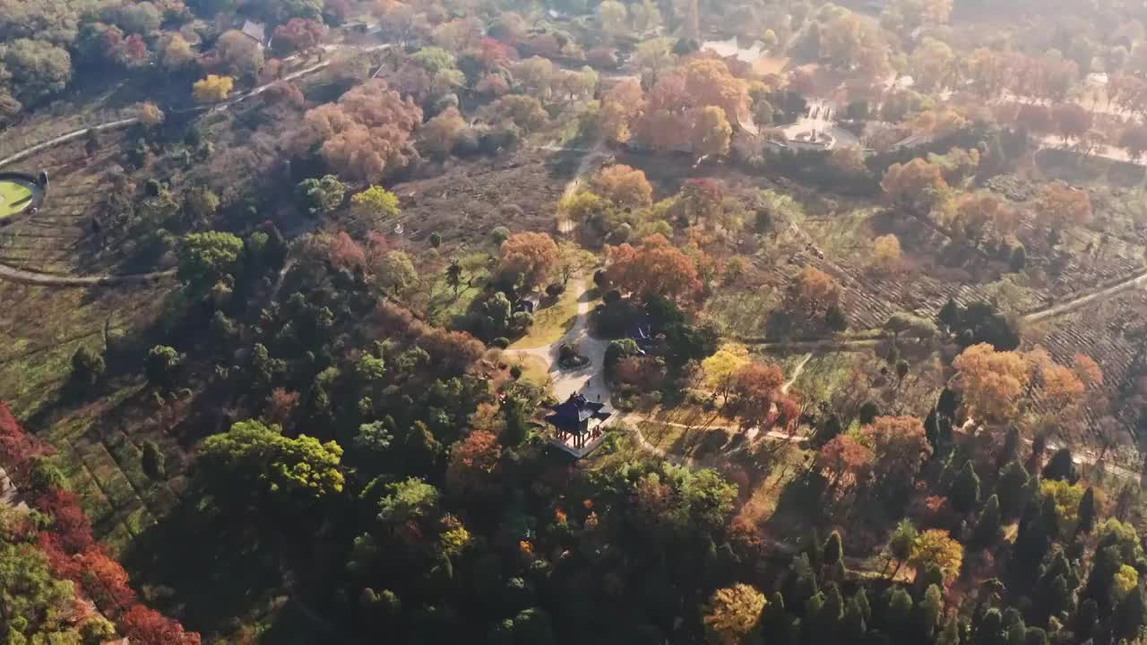 南京明孝陵梅花山秋色正浓视频素材