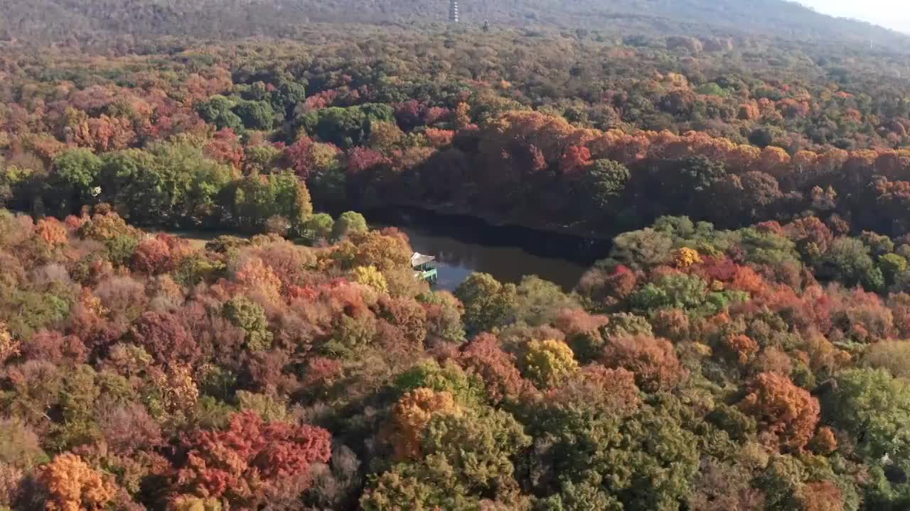 秋天的紫金山层林尽染视频素材