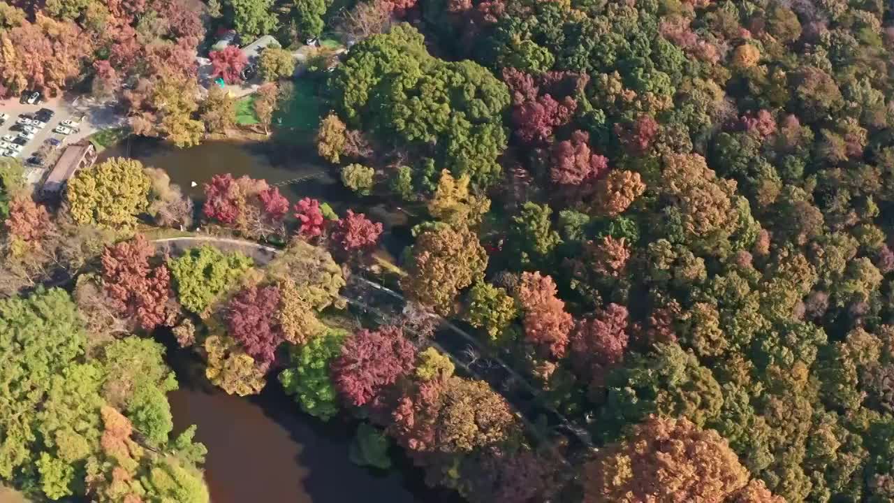 五彩斑斓的秋季树林视频素材