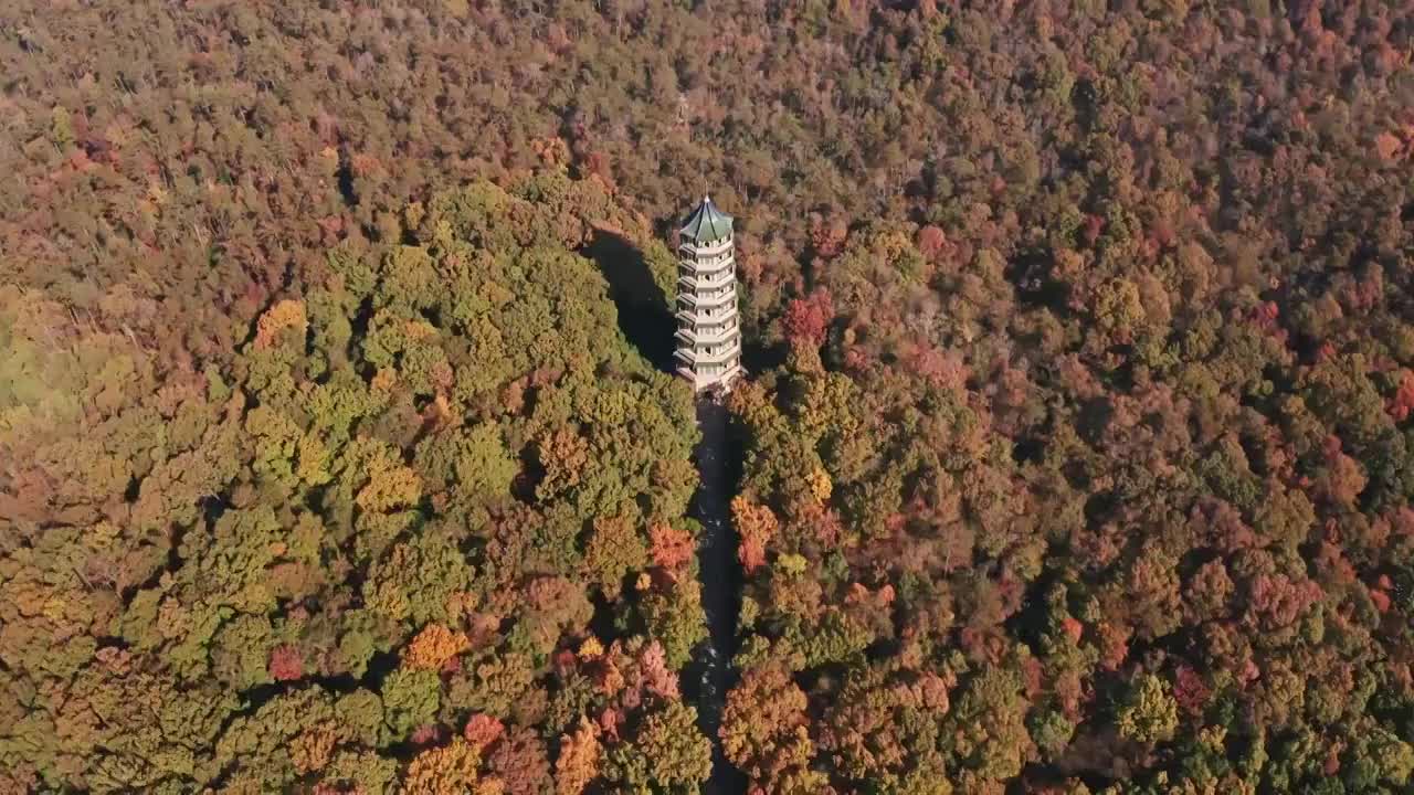 秋天的南京紫金山层林尽染视频素材