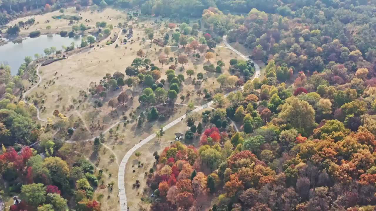 秋天来临紫金山五颜六色视频素材