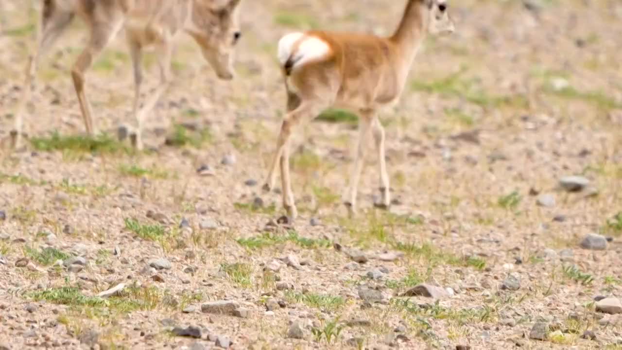 西藏阿里地区高原上的藏羚羊，国家保护动物藏原羚视频素材