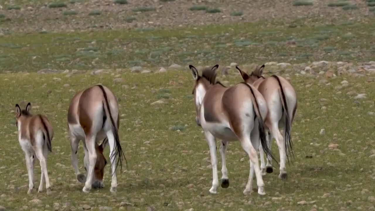 中国西藏阿里地区高原上的藏野驴视频素材