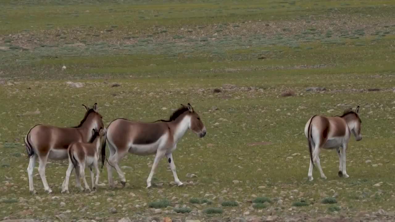 中国西藏阿里地区高原上的藏野驴视频素材