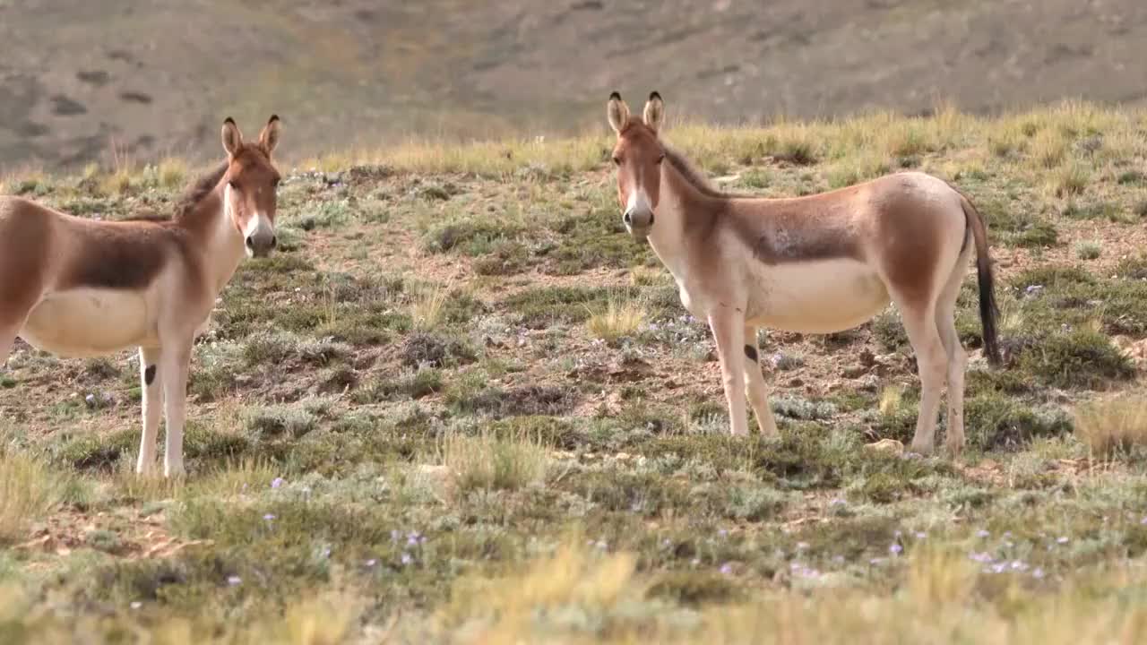 中国西藏阿里地区高原上的藏野驴视频素材