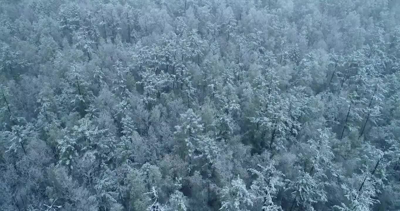 航拍大兴安岭春季极端天气降雪森林雾凇视频素材