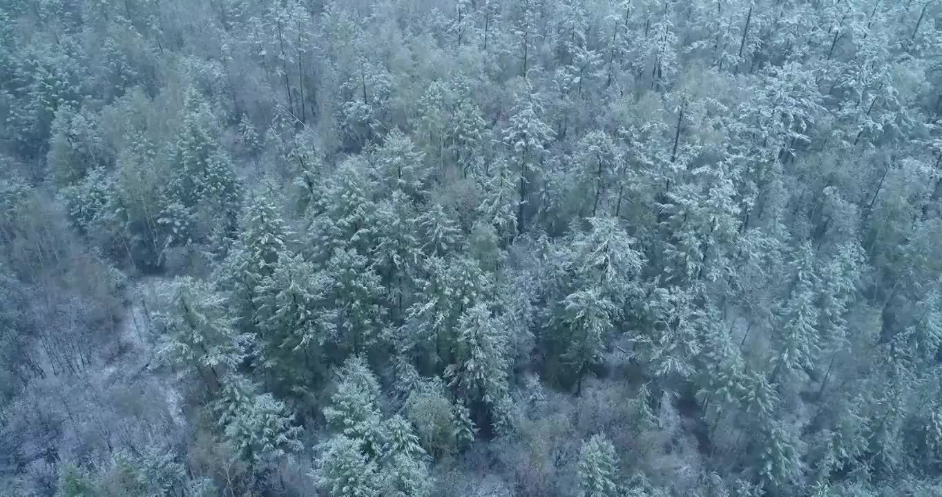 航拍大兴安岭春季极端天气降雪森林雾凇视频素材