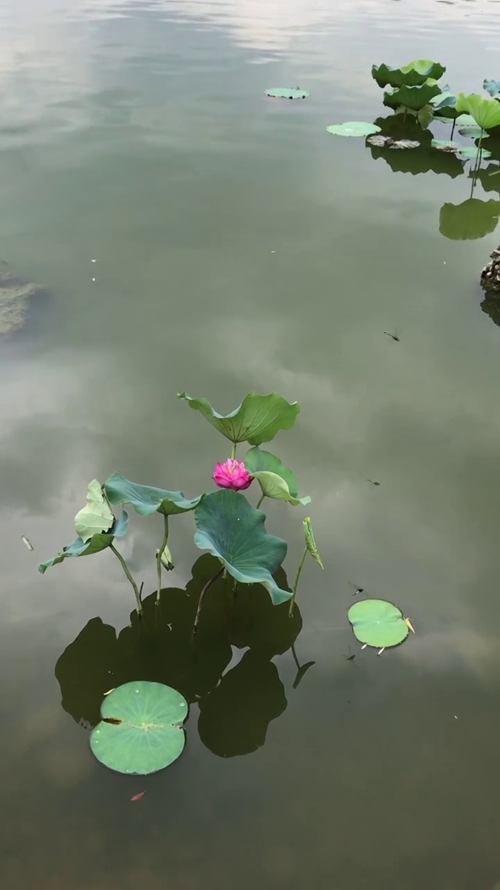 夏天湖水里的荷花视频素材