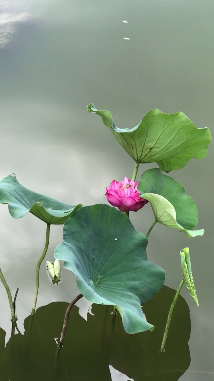 夏天湖水里的荷花视频素材