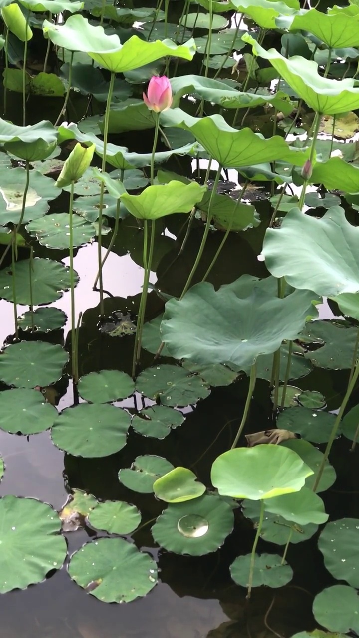 夏天湖水里的荷花视频素材