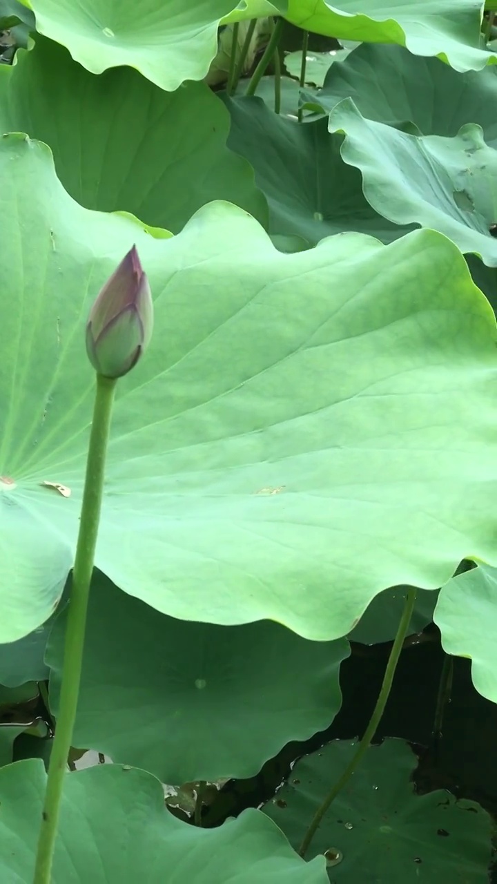 夏天湖水里的荷花视频素材