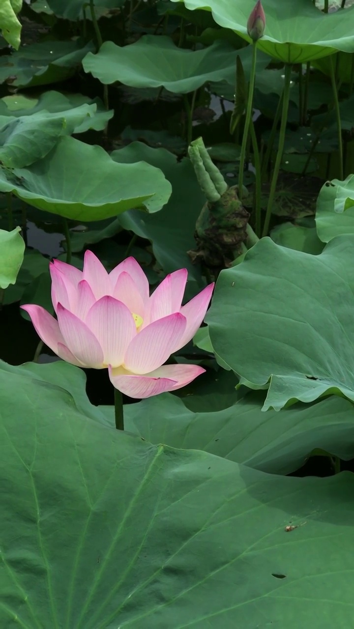 夏天湖水里的荷花视频素材