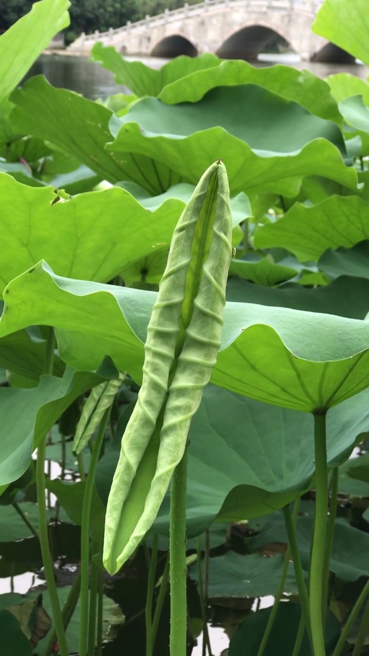 夏天湖水里的荷花视频素材