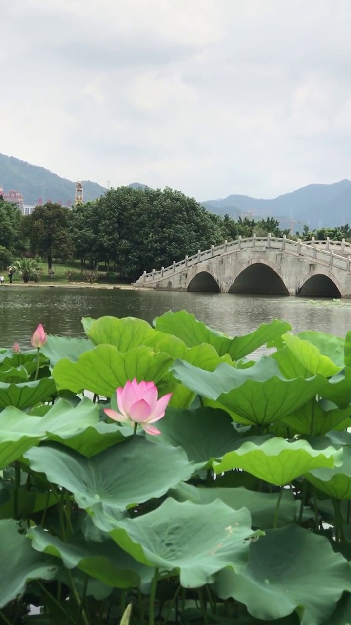 广东清远飞来湖湿地公园风景视频素材