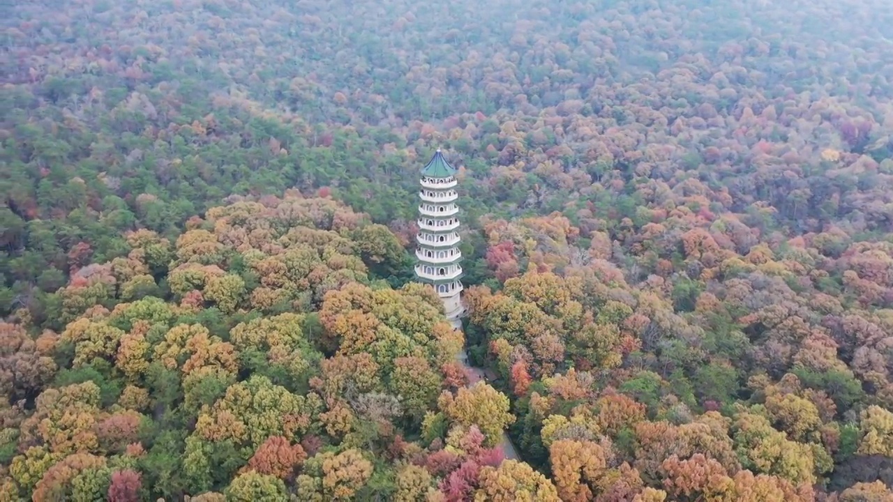 秋意浓浓的南京灵谷寺景区，秋季的南京灵谷寺塔的航拍风光视频素材