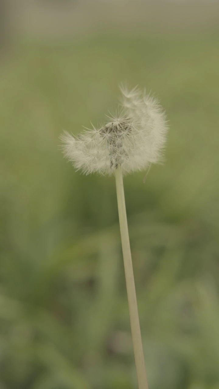 蒲公英视频素材