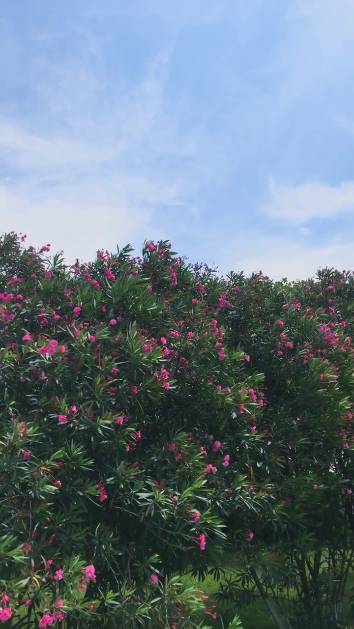 夏天的夹竹桃花树视频素材