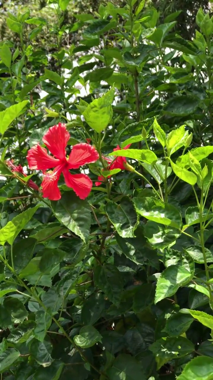 夏天绽放的花朵视频素材