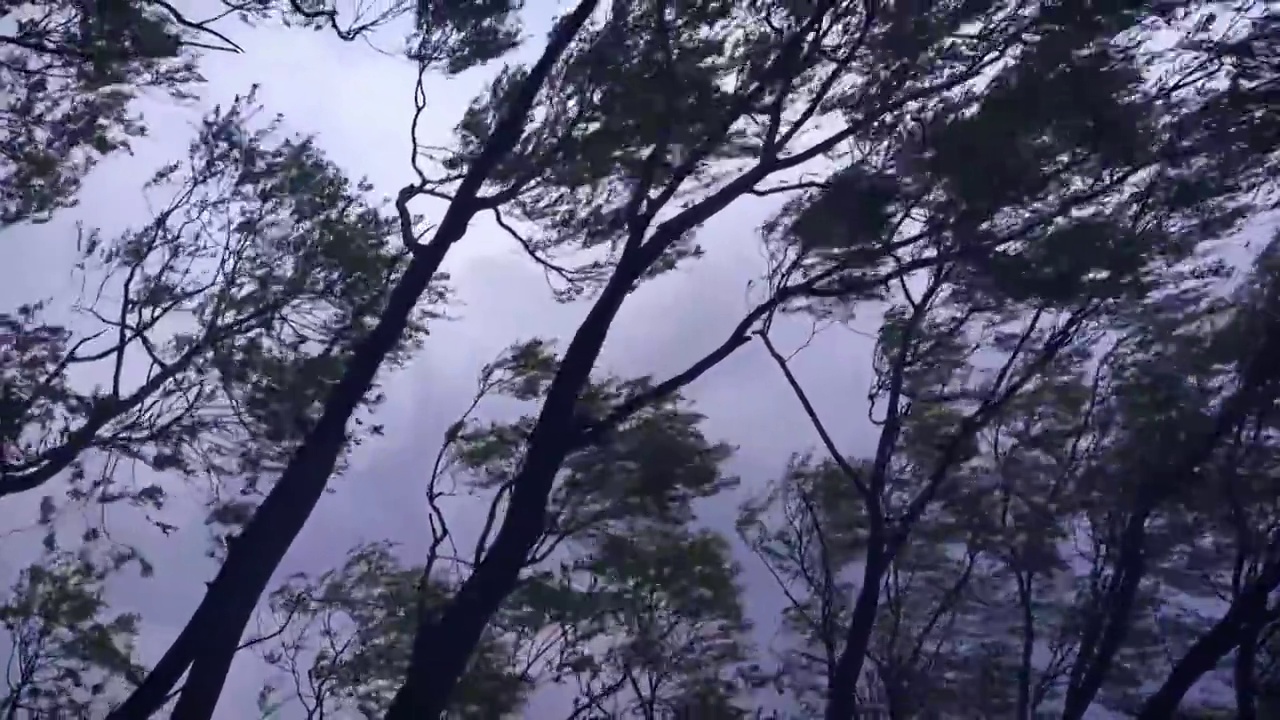 暴雨将至，狂风吹的树木摇晃。视频下载