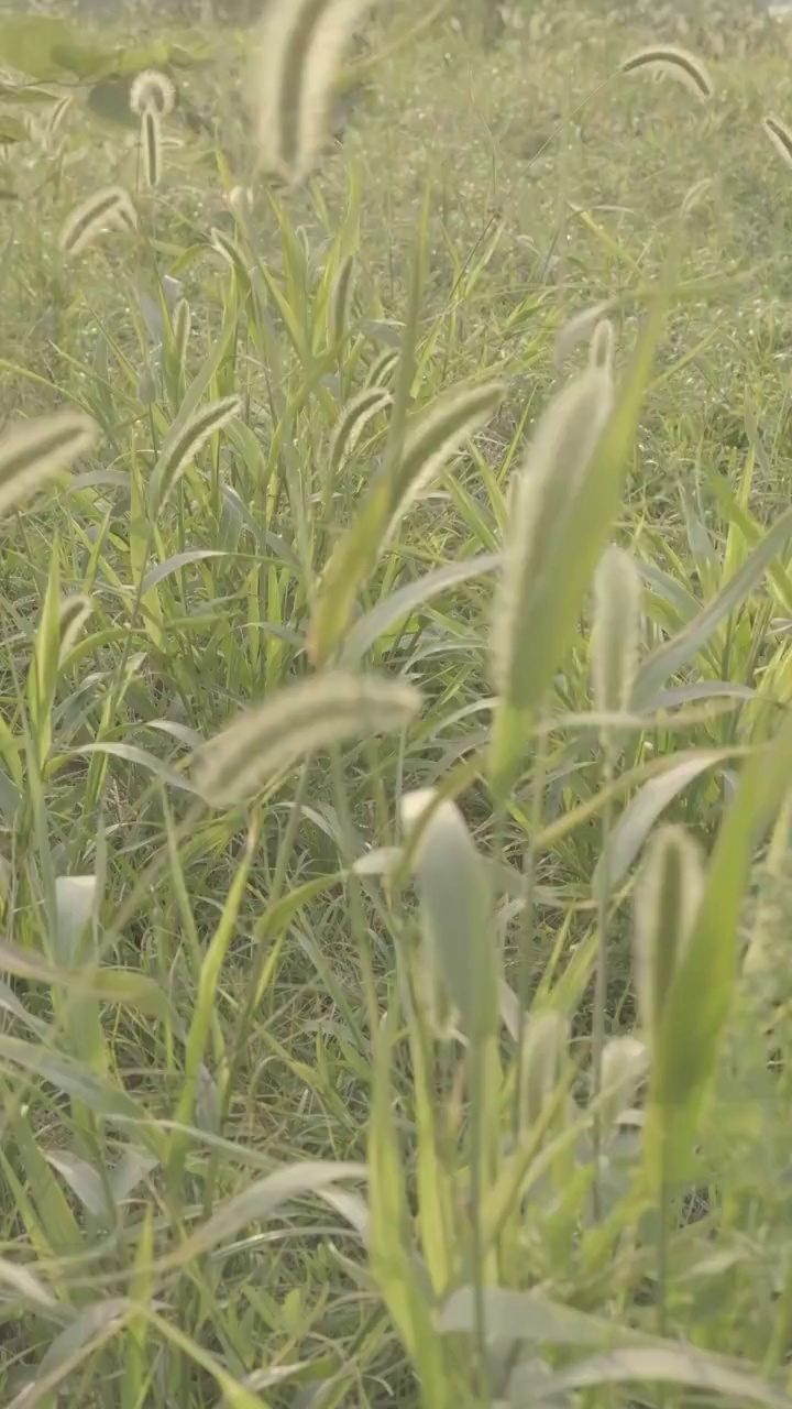 清新小草特写视频素材