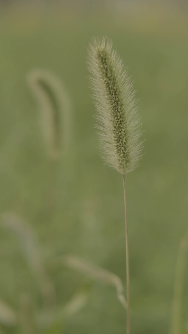 清新小草特写视频素材