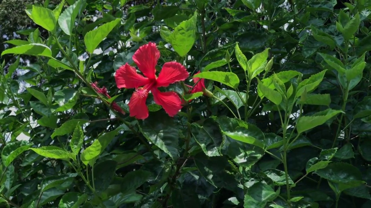 夏天盛开的花朵视频素材